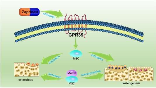 圖3：間充質(zhì)干細(xì)胞在絕經(jīng)后骨質(zhì)疏松癥中的應(yīng)用機(jī)制。