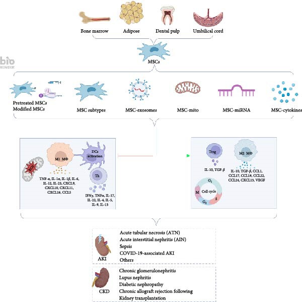 圖1:間充質(zhì)干細(xì)胞介導(dǎo)的免疫調(diào)節(jié)和組織修復(fù)在腎臟疾病中的機(jī)制。 圖1:間充質(zhì)干細(xì)胞介導(dǎo)的免疫調(diào)節(jié)和組織修復(fù)在腎臟疾病中的機(jī)制。