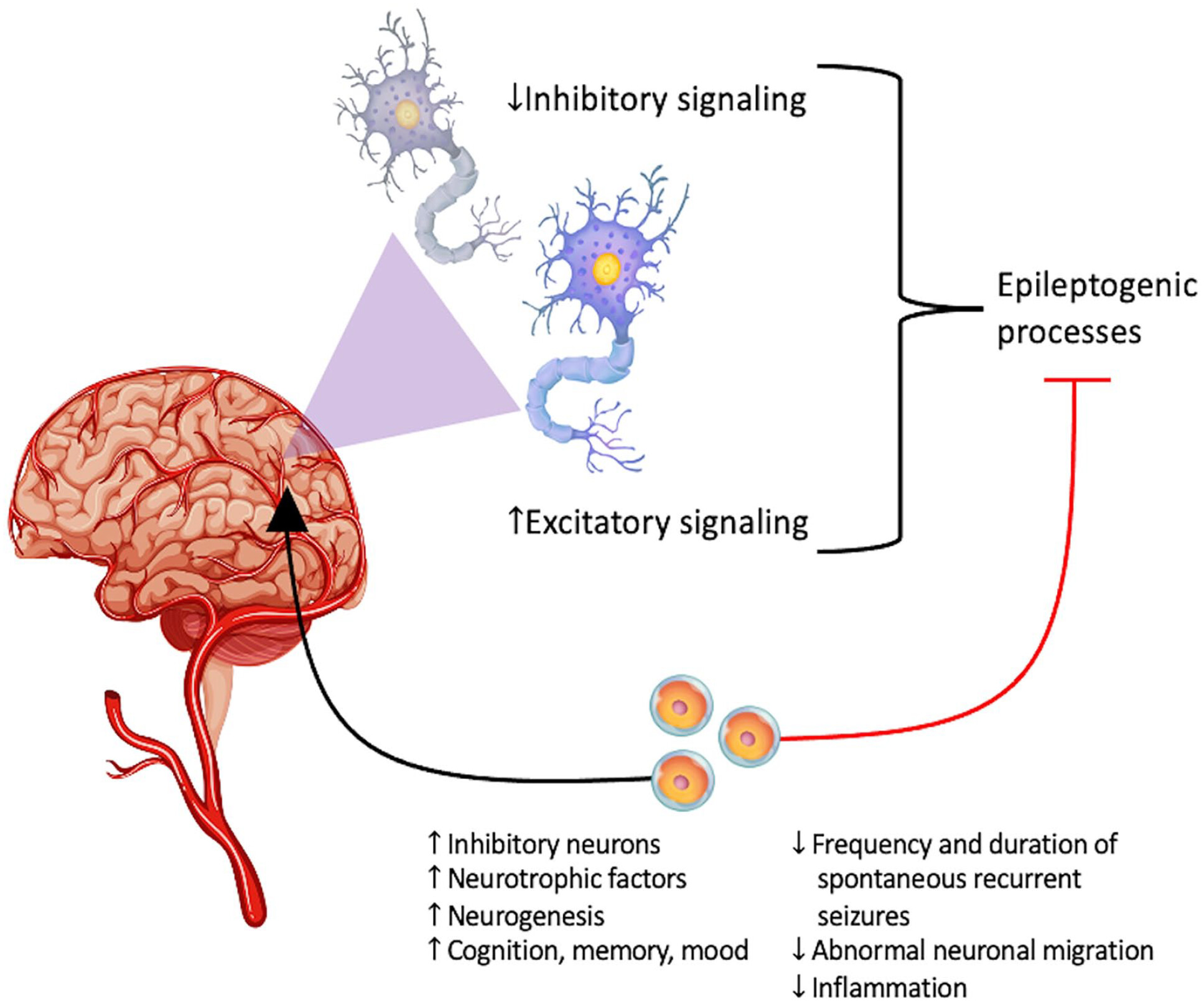 圖1：癲癇的主要潛在病理生理學(xué)：神經(jīng)層面的異常興奮和抑制信號(hào)。