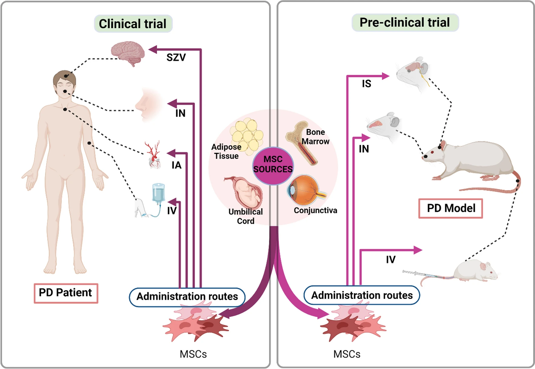 圖2:間充質干細胞 (MSC) 治療帕金森病 (PD) 的臨床前和臨床研究。 圖2:間充質干細胞 (MSC) 治療帕金森病 (PD) 的臨床前和臨床研究。