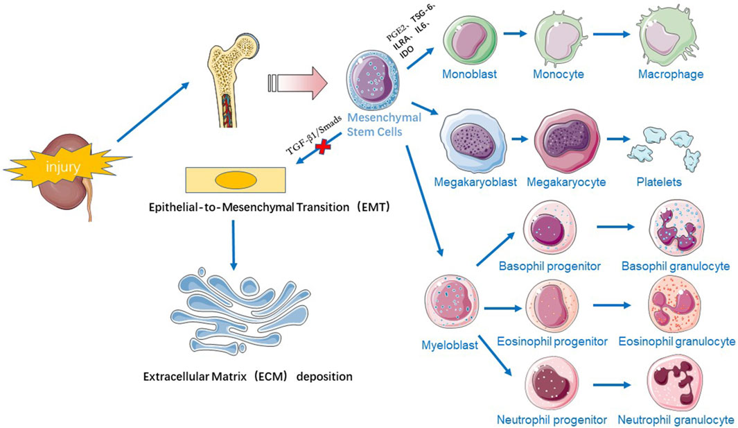 圖1:干細胞療法治療慢性腎病的機制示意圖。 圖1:干細胞療法治療慢性腎病的機制示意圖。