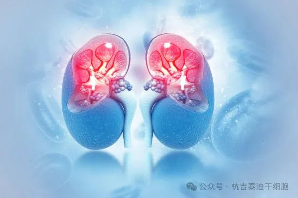 干細胞治療腎臟疾病:未來腎臟健康的先進解決方案