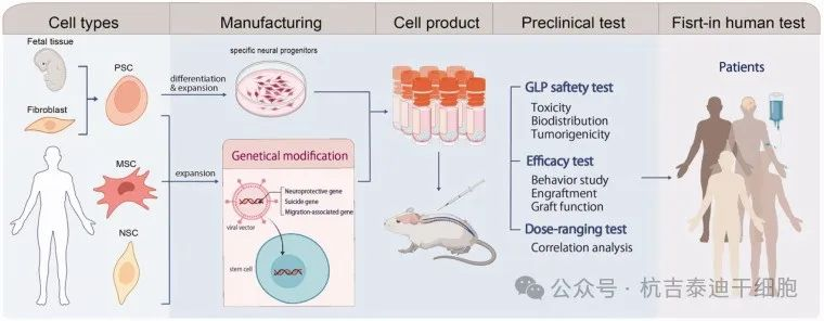圖2:下一代干細胞療法。 圖2:下一代干細胞療法。