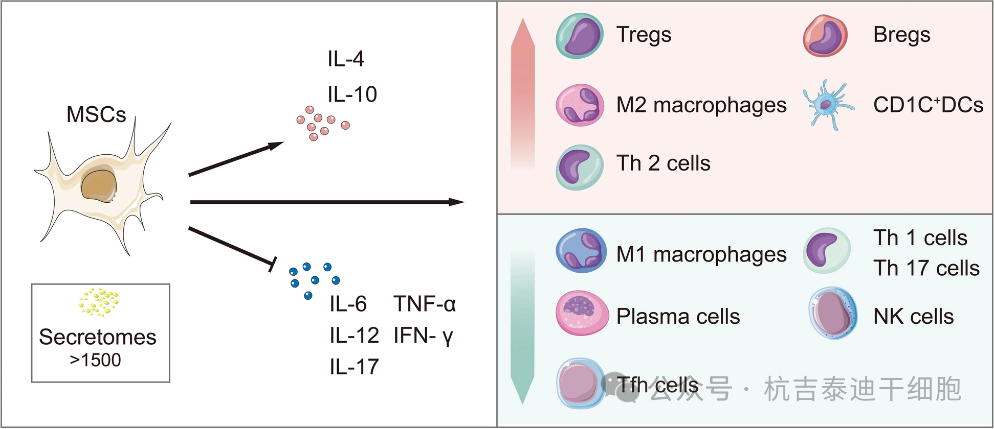 圖3:間充質干細胞通過其免疫調節機制來治療慢性腎病。 圖3:間充質干細胞通過其免疫調節機制來治療慢性腎病。