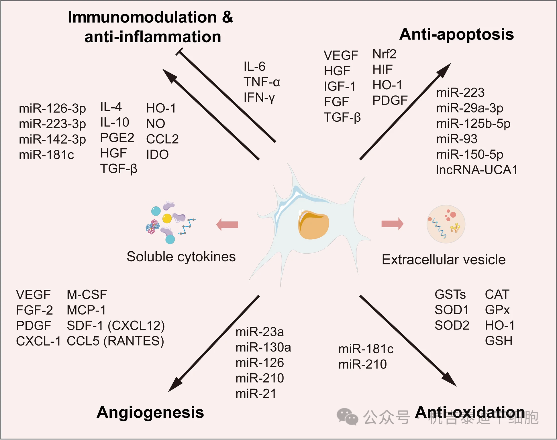 圖2:MSCs分泌體中的常見因子。 圖2:MSCs分泌體中的常見因子。