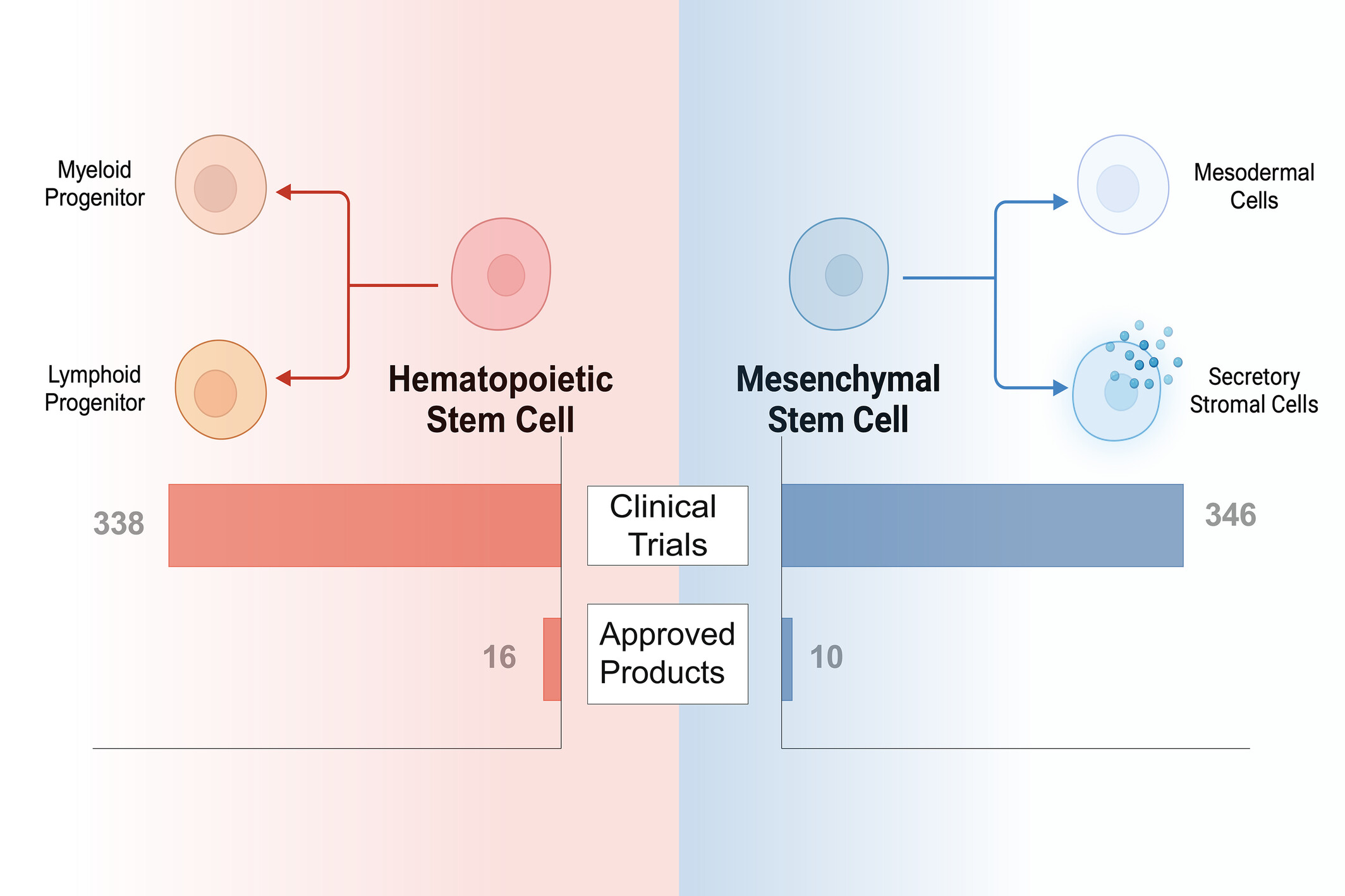 圖1：已獲批準或臨床研究的干細胞療法中使用的常見干細胞類型。HSC和MSC在干細胞療法的臨床領域中占主導地位。