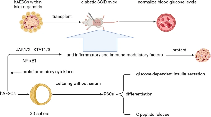 圖2:hAESC在糖尿病治療中的應(yīng)用和機(jī)制