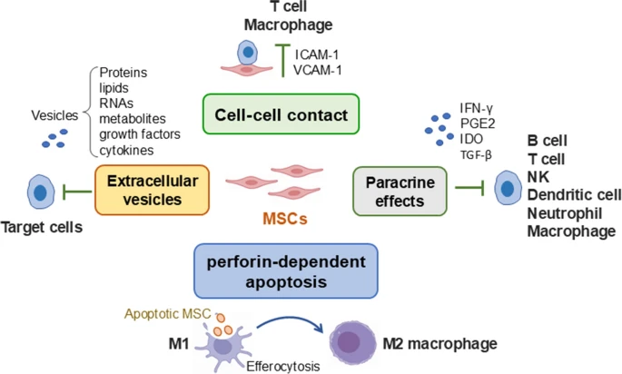 圖1:MSCs發(fā)揮免疫調節(jié)功能的潛在機制 圖1:MSCs發(fā)揮免疫調節(jié)功能的潛在機制