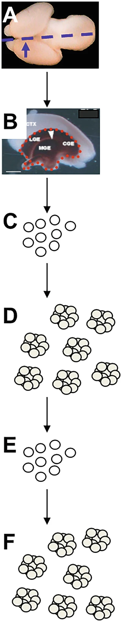 圖1：從胚胎第 14.5 天 (E14.5) 小鼠腦中提取NSPC。