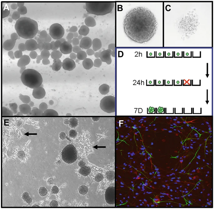 圖2：神經球培養技術。