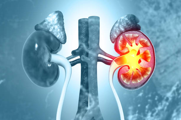 從糖尿病到狼瘡腎炎:干細胞能否治療繼發(fā)性腎病? 從糖尿病到狼瘡腎炎:干細胞能否治療繼發(fā)性腎病?