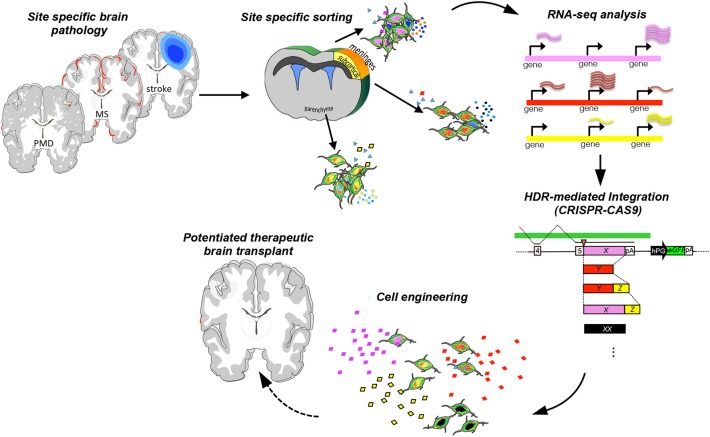 圖1:增強神經干細胞治療可塑性的工程策略。 圖1:增強神經干細胞治療可塑性的工程策略。