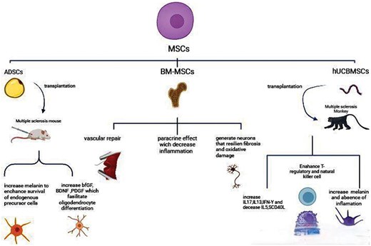圖3：不同類型的間充質(zhì)干細(xì)胞 (MSC) 通過多種機(jī)制對多發(fā)性硬化癥的治療產(chǎn)生影響。
