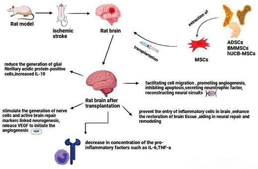 圖2.不同類型的間充質(zhì)干細(xì)胞治療中風(fēng)的機(jī)制。