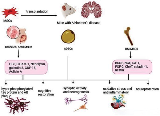 圖1.間充質(zhì)干細(xì)胞在阻止或逆轉(zhuǎn)阿爾茨海默病進(jìn)展方面的建議機(jī)制。