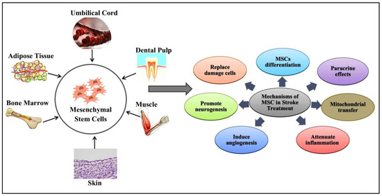 圖1:間充質(zhì)干細(xì)胞 (MSC) 的來源和治療機(jī)制。 圖1:間充質(zhì)干細(xì)胞 (MSC) 的來源和治療機(jī)制。