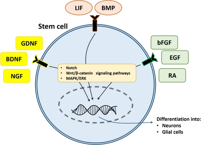 圖1:中樞神經系統 (CNS) 微環境中干細胞分化概述。
