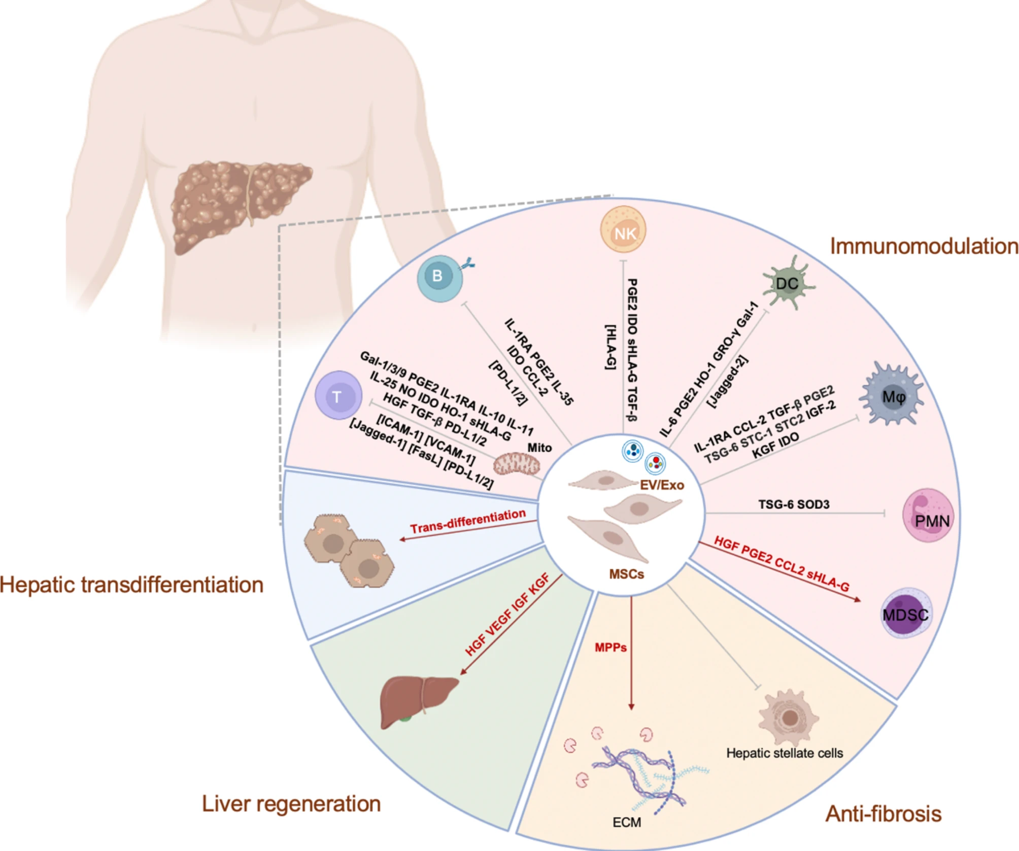 圖1:間充質干細胞 (MSC) 對淋巴細胞和髓系細胞的免疫調節機制,以及它們在抗纖維化作用、肝再生和肝轉分化中的作用。
