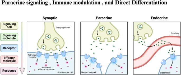 圖3:干細胞治療眼科疾病的旁分泌信號、免疫調節和直接分化等機制 圖3:干細胞治療眼科疾病的旁分泌信號、免疫調節和直接分化等機制