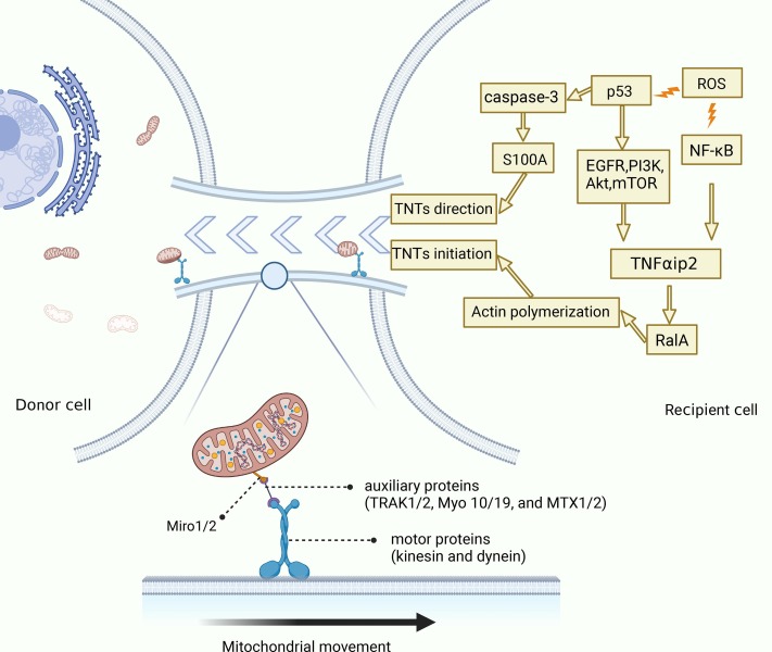 圖3:TNT介導MT的機制 圖3:TNT介導MT的機制