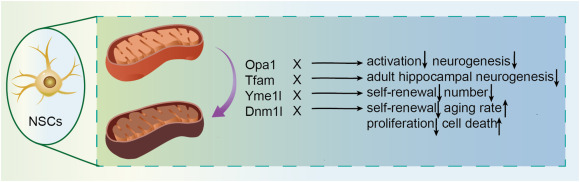 圖3:四種調控因子通過線粒體動力學影響神經干細胞。 圖3:四種調控因子通過線粒體動力學影響神經干細胞。