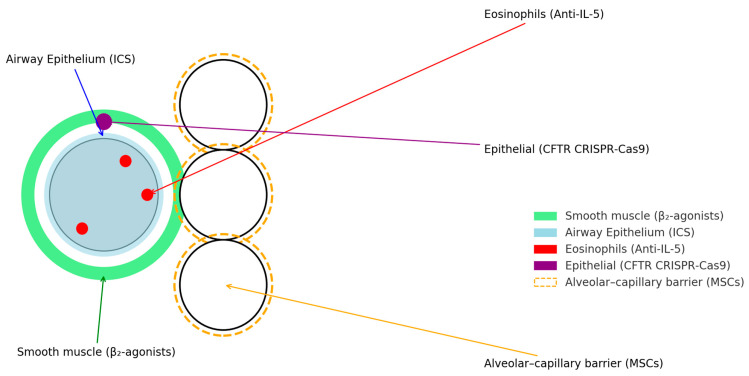 圖1:肺部疾病的當前和新興治療目標。 圖1:肺部疾病的當前和新興治療目標。