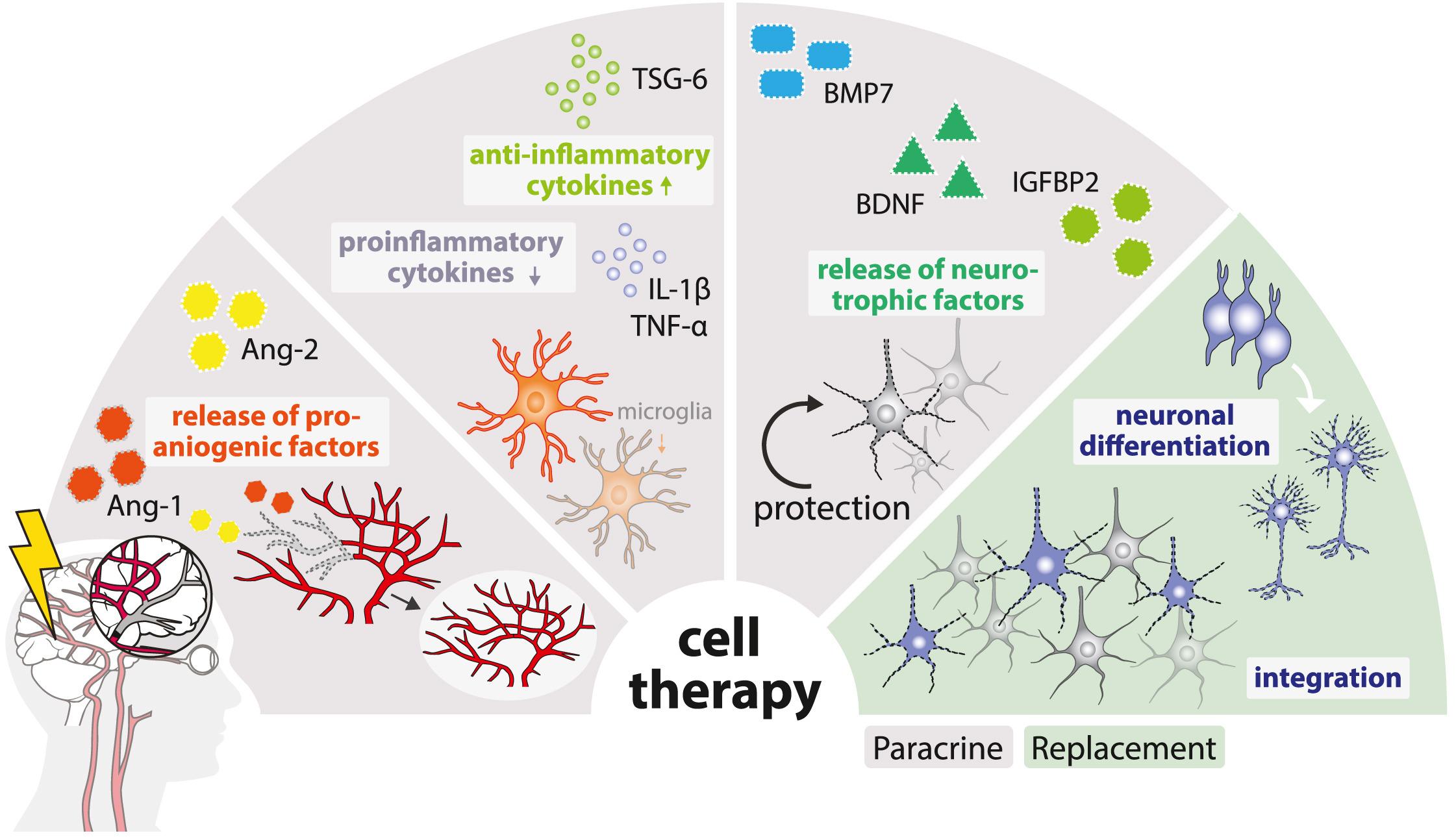 圖1：缺血性中風的病理生理涉及神經元變性、細胞凋亡增加、星形膠質細胞和小膠質細胞的激活以及血管重塑。細胞療法可通過多種旁分泌機制或直接細胞替換來逆轉這些過程。
