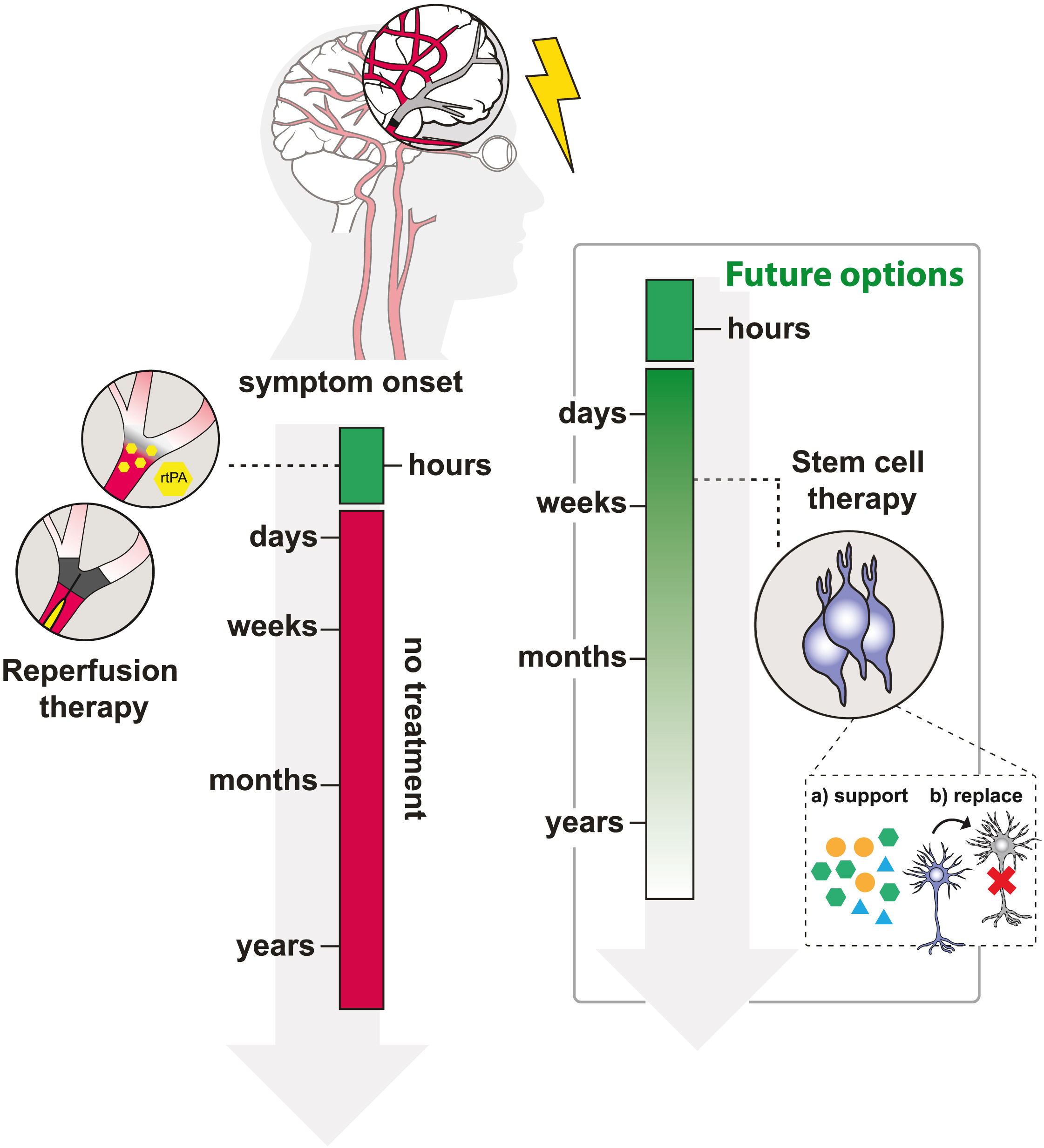 圖1：治療缺血性中風的現有和未來選擇
