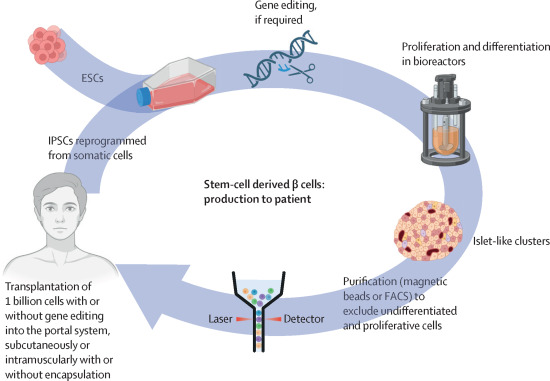 胚胎干細胞或誘導多能干細胞來源的β細胞的制備和移植 胚胎干細胞或誘導多能干細胞來源的β細胞的制備和移植
