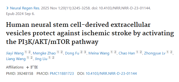 人類(lèi)神經(jīng)干細(xì)胞來(lái)源的細(xì)胞外囊泡通過(guò)激活PI3K/AKT/mTOR通路發(fā)揮抗缺血性卒中的保護(hù)作用 人類(lèi)神經(jīng)干細(xì)胞來(lái)源的細(xì)胞外囊泡通過(guò)激活PI3K/AKT/mTOR通路發(fā)揮抗缺血性卒中的保護(hù)作用