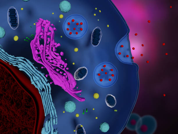 什么是間充質干細胞外泌體-治療機制-為何未大規模臨床應用? 什么是間充質干細胞外泌體-治療機制-為何未大規模臨床應用?