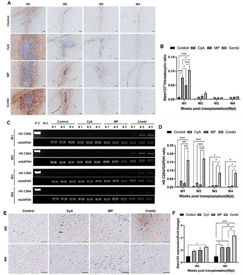 圖6:ahNSCs異種移植到紋狀體免疫抑制的C57BL/6小鼠腦內(nèi)的存活率 圖6:ahNSCs異種移植到紋狀體免疫抑制的C57BL/6小鼠腦內(nèi)的存活率
