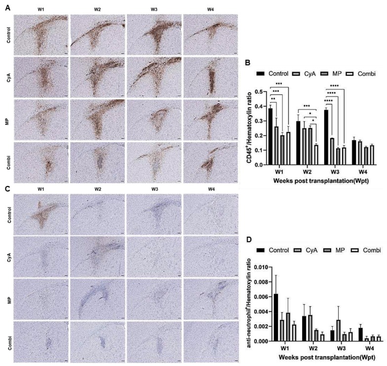 圖7:移植同種異體NSC的免疫抑制C57BL/6小鼠紋狀體中CD45+白細(xì)胞和中性粒細(xì)胞的組織學(xué)分析。 圖7:移植同種異體NSC的免疫抑制C57BL/6小鼠紋狀體中CD45+白細(xì)胞和中性粒細(xì)胞的組織學(xué)分析。