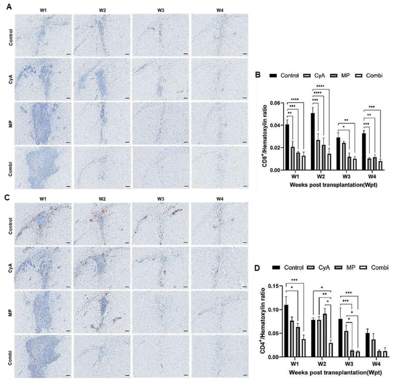 圖5:移植異種NSC的免疫抑制C57BL/6小鼠紋狀體中CD8+和CD4+T淋巴細(xì)胞的組織學(xué)分析。 圖5:移植異種NSC的免疫抑制C57BL/6小鼠紋狀體中CD8+和CD4+T淋巴細(xì)胞的組織學(xué)分析。