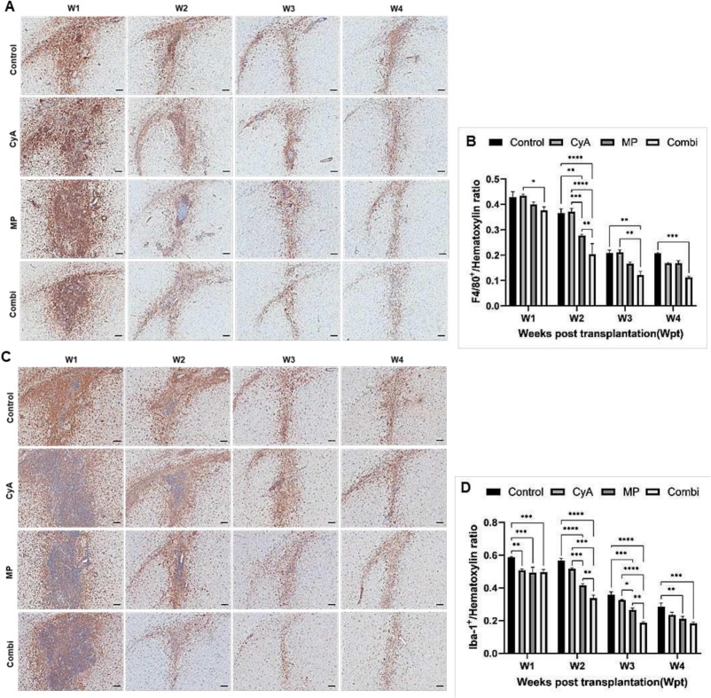 圖4:移植異種NSC的免疫抑制C57BL/6小鼠紋狀體中的小膠質(zhì)細(xì)胞/巨噬細(xì)胞的組織學(xué)分析。 圖4:移植異種NSC的免疫抑制C57BL/6小鼠紋狀體中的小膠質(zhì)細(xì)胞/巨噬細(xì)胞的組織學(xué)分析。