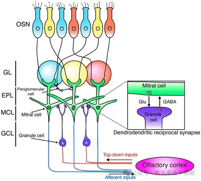圖2：這是嗅球神經(jīng)網(wǎng)絡(luò)的示意圖。