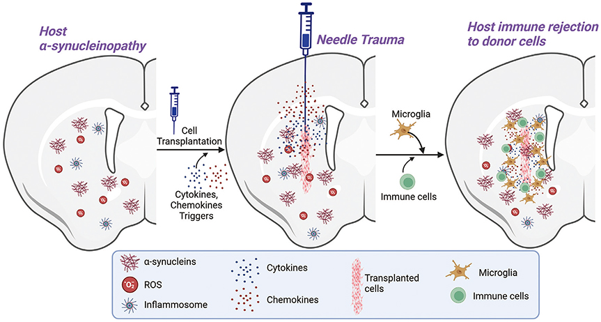 圖1：限制供體細胞存活和植入的因素。