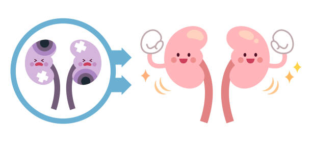 干細胞療法能讓腎臟再生嗎?科學真相與臨床進展 干細胞療法能讓腎臟再生嗎?科學真相與臨床進展