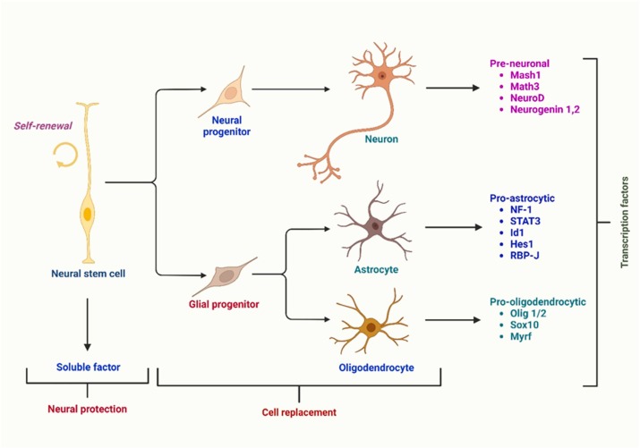 圖1:根據伴隨的轉錄因子,神經干細胞分化為三種主要類型的神經細胞:星形膠質細胞、少突膠質細胞和神經元。 圖1:根據伴隨的轉錄因子,神經干細胞分化為三種主要類型的神經細胞:星形膠質細胞、少突膠質細胞和神經元。