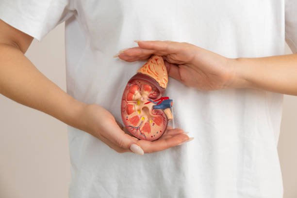 梅奧診所:干細(xì)胞療法使腎病患者擺脫終身服用免疫抑制藥物的困擾 梅奧診所:干細(xì)胞療法使腎病患者擺脫終身服用免疫抑制藥物的困擾