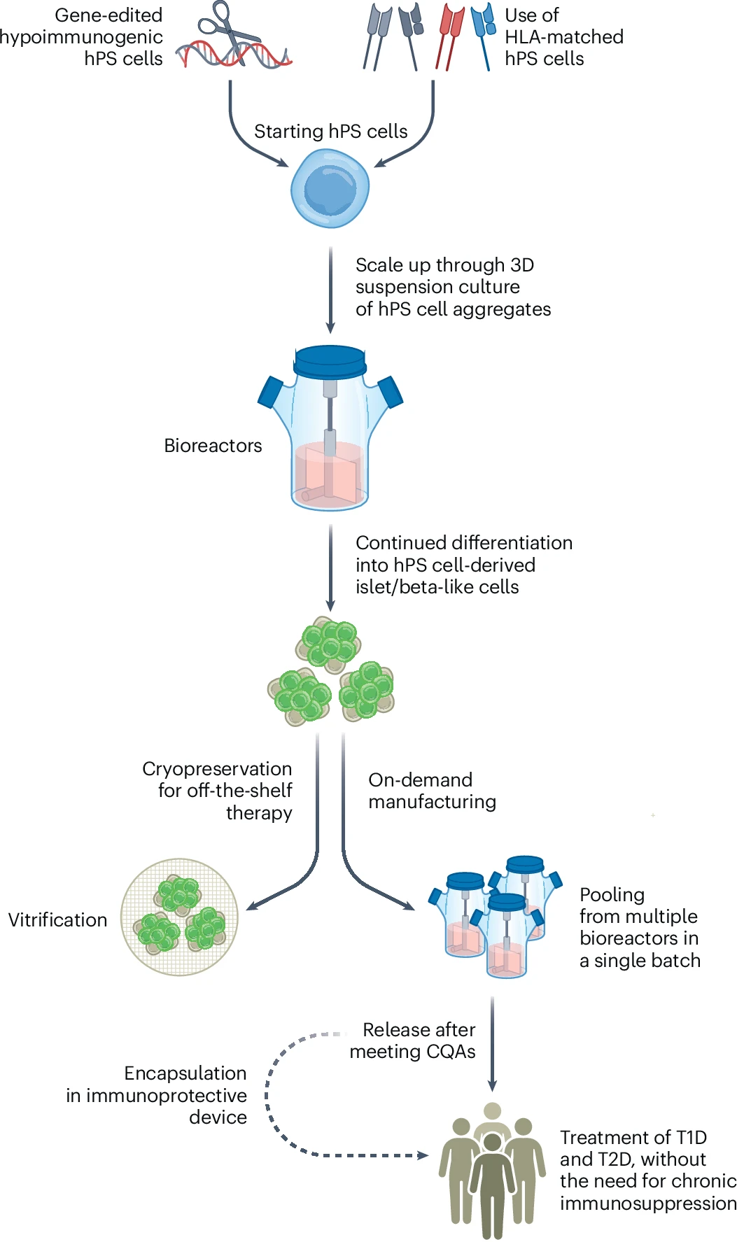 圖3:hPS細(xì)胞衍生的胰島/β樣細(xì)胞療法的設(shè)想制造過程。 圖3:hPS細(xì)胞衍生的胰島/β樣細(xì)胞療法的設(shè)想制造過程。