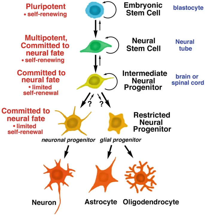 圖1：胚胎干細胞和神經干細胞的發育階段。所有干細胞都具有分裂和自我更新的能力；子細胞可以分化成特定的譜系，包括神經干細胞、神經祖細胞，進而分化成神經元和神經膠質細胞。