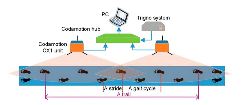 患者步態(tài)周期中表面肌電數(shù)據(jù)采集分析系統(tǒng)模型