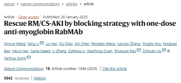 通過(guò)單劑量抗肌紅蛋白R(shí)abMAb阻斷策略挽救橫紋肌溶解癥或擠壓綜合征相關(guān)急性腎損傷 通過(guò)單劑量抗肌紅蛋白R(shí)abMAb阻斷策略挽救橫紋肌溶解癥或擠壓綜合征相關(guān)急性腎損傷