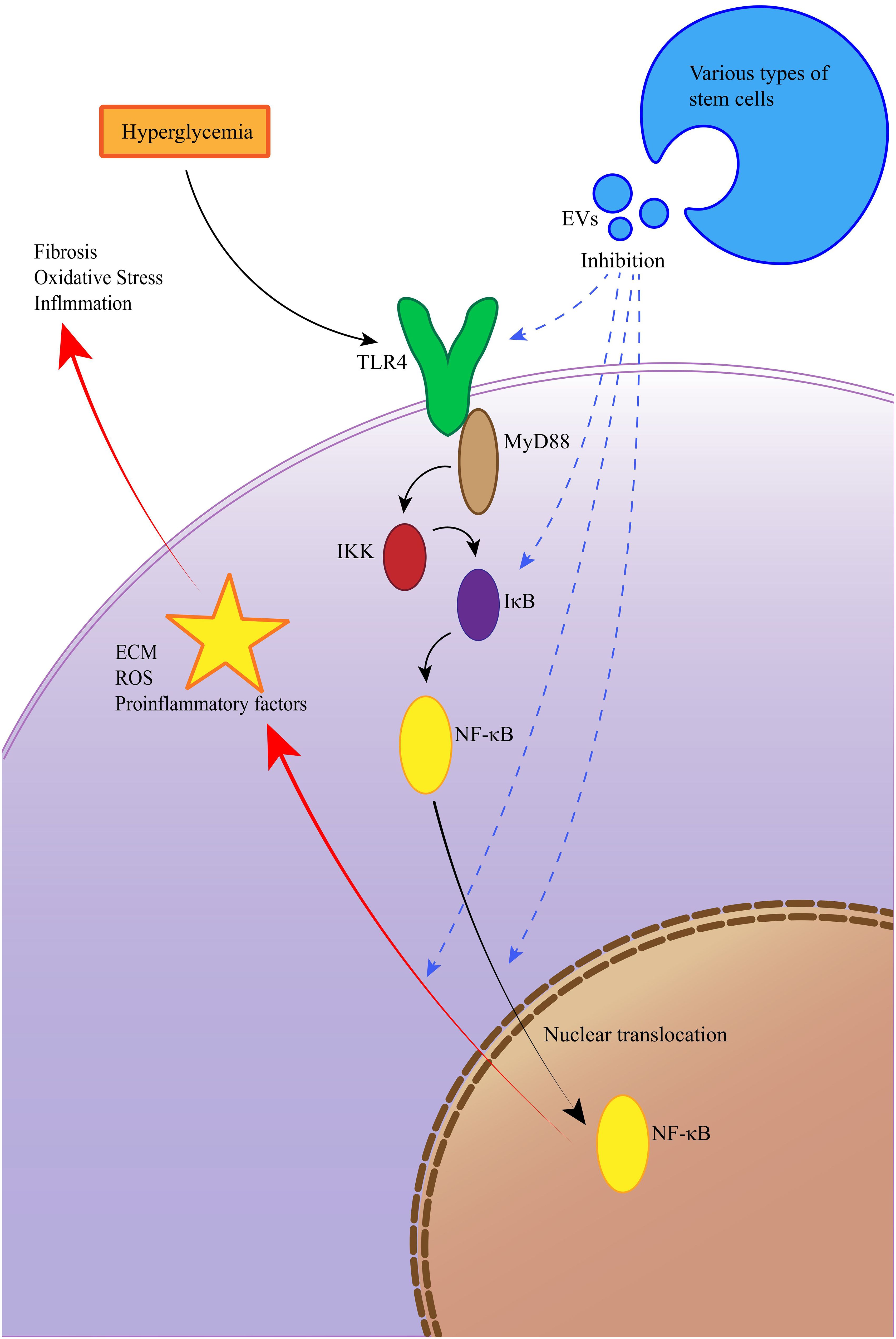 圖10:EV通過(guò)抑制TLR4/NF-κB信號(hào)通路改善糖尿病腎病 圖10:EV通過(guò)抑制TLR4/NF-κB信號(hào)通路改善糖尿病腎病