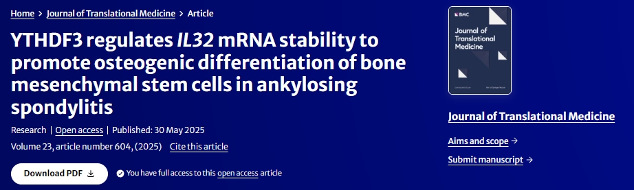 YTHDF3調節(jié)IL32?mRNA穩(wěn)定性促進強直性脊柱炎骨髓間充質干細胞成骨分化 YTHDF3調節(jié)IL32?mRNA穩(wěn)定性促進強直性脊柱炎骨髓間充質干細胞成骨分化