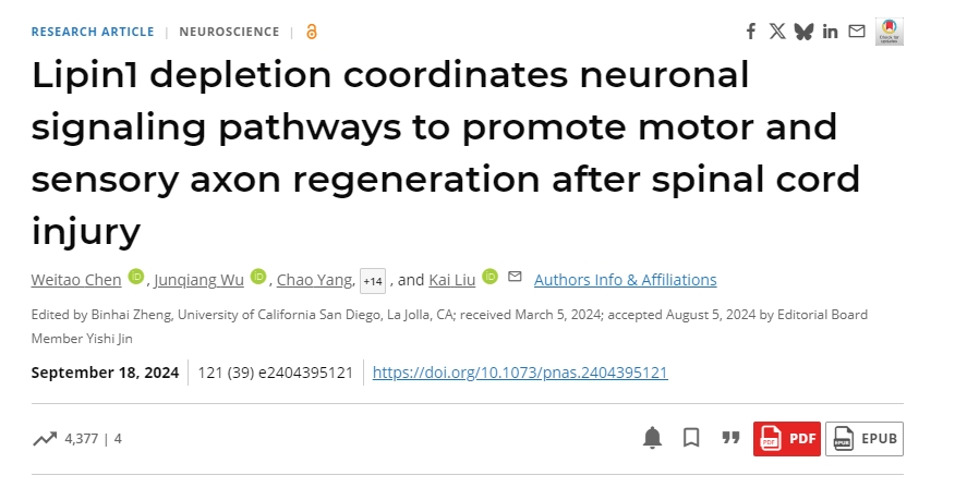 脂磷脂1耗竭協調神經元信號通路以促進脊髓損傷后運動和感覺軸突再生