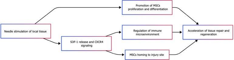 圖2：針刺與間充質干細胞協同機制示意圖。