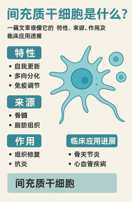 間充質干細胞是什么?一篇文章讀懂它的特性、來源、作用及臨床應用進展 間充質干細胞是什么?一篇文章讀懂它的特性、來源、作用及臨床應用進展