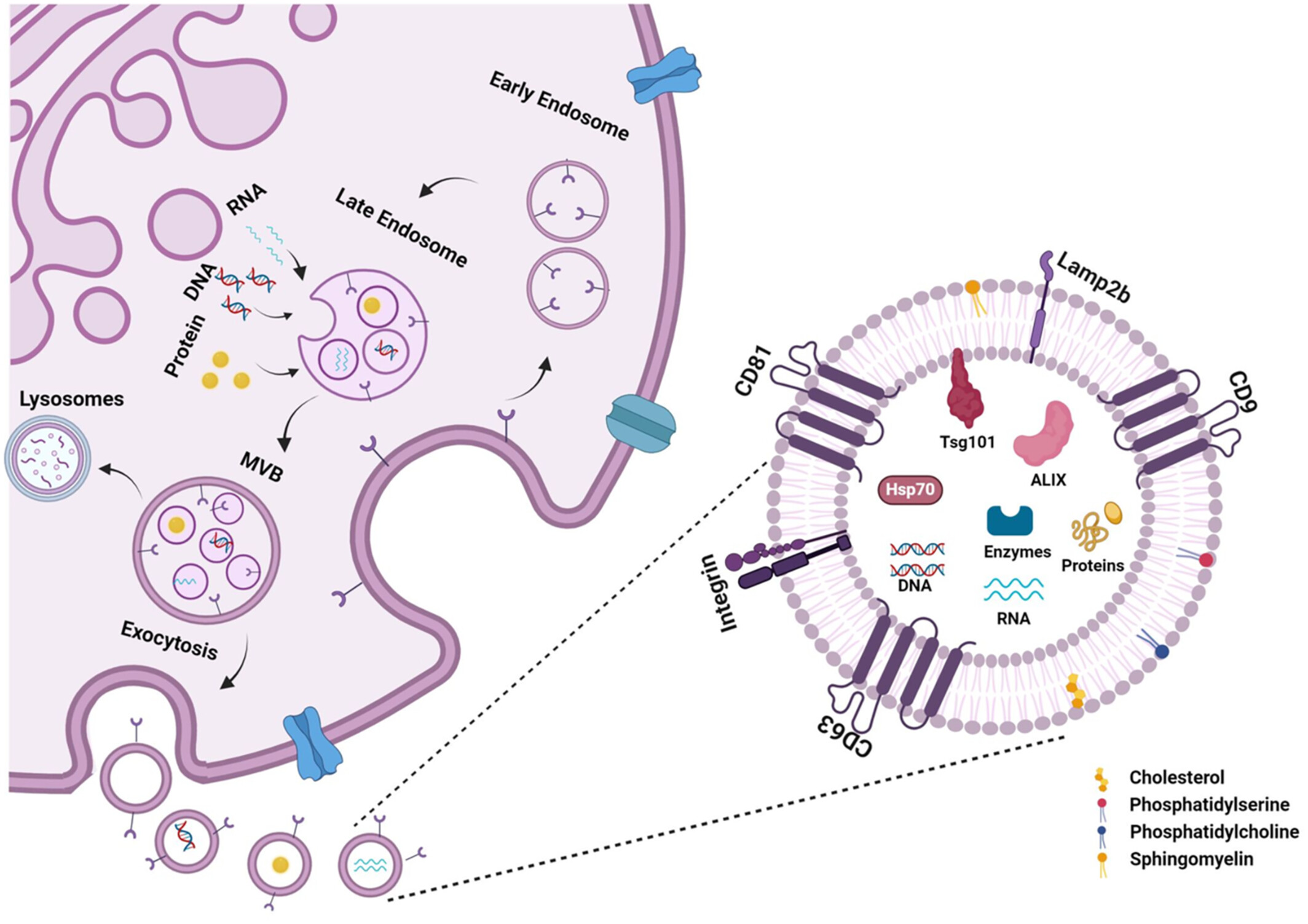 圖5:外泌體的生物合成和分子組成。 圖5:外泌體的生物合成和分子組成。